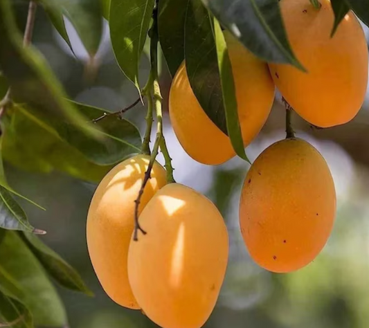 Mango 'Alphonso' fruit