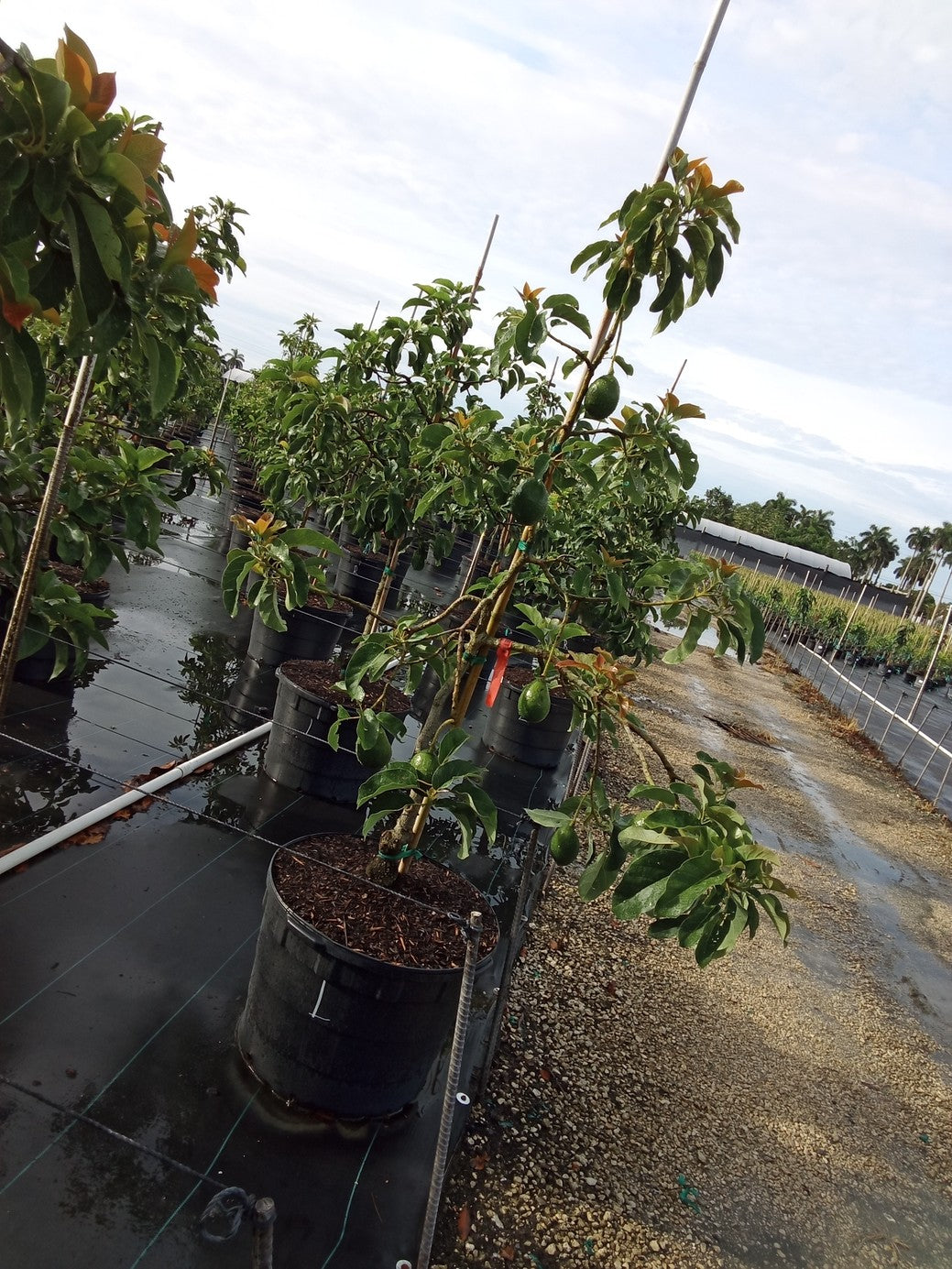 Avocado 'Loretta'