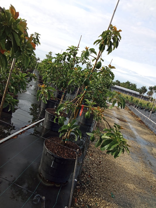 Avocado 'Loretta'