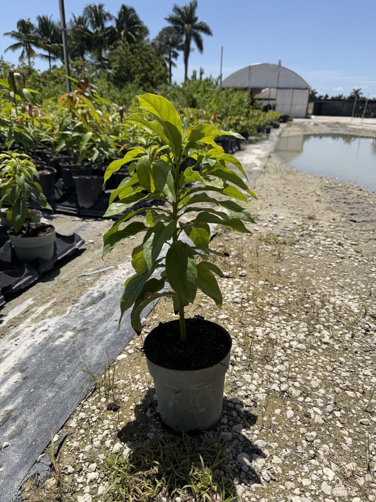 Waldin avocado rootstock in a 1-gallon container at the nursery