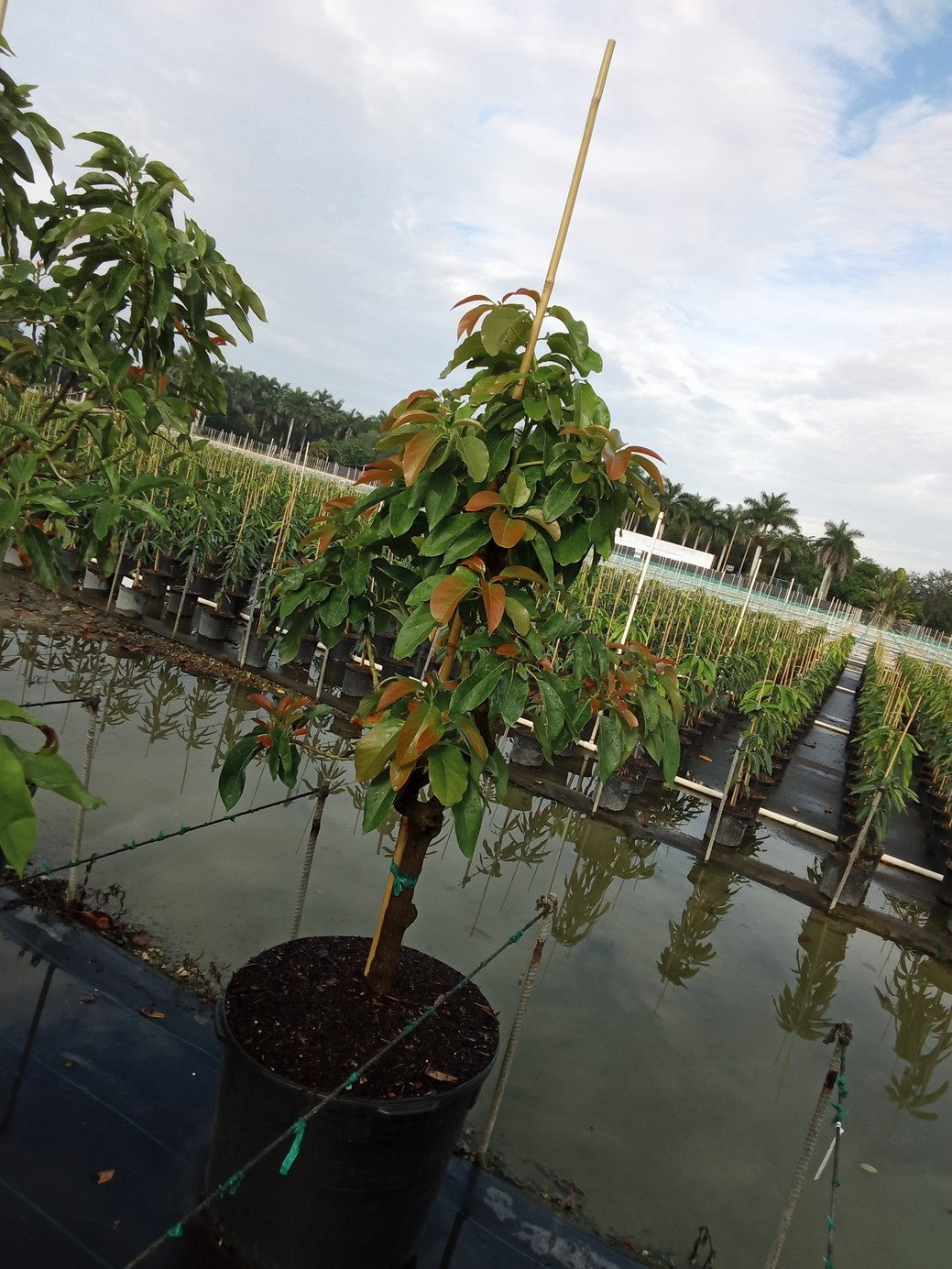 Avocado 'Utuado Green'