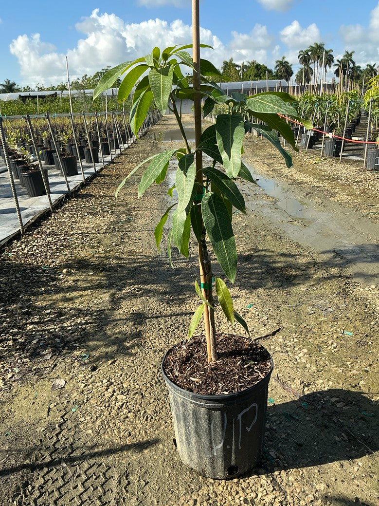 Mango 'valencia pride'
