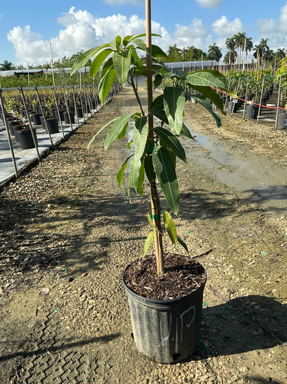 Mango 'valencia pride' — 3 Gallon