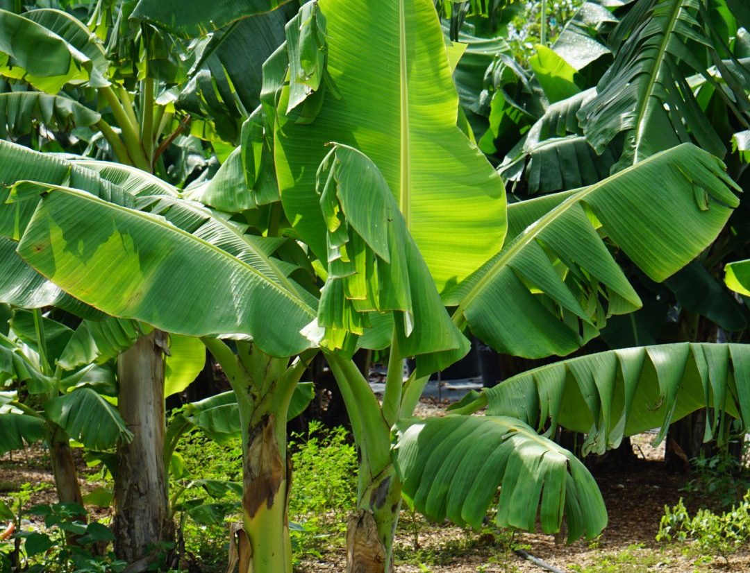Banana plant
