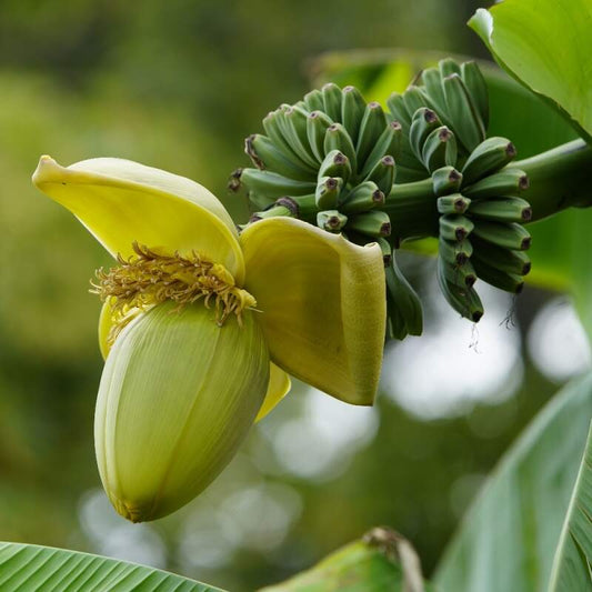 Banana 'Basjoo'