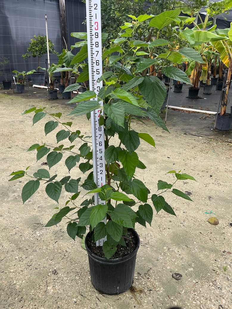Mulberry 'red'