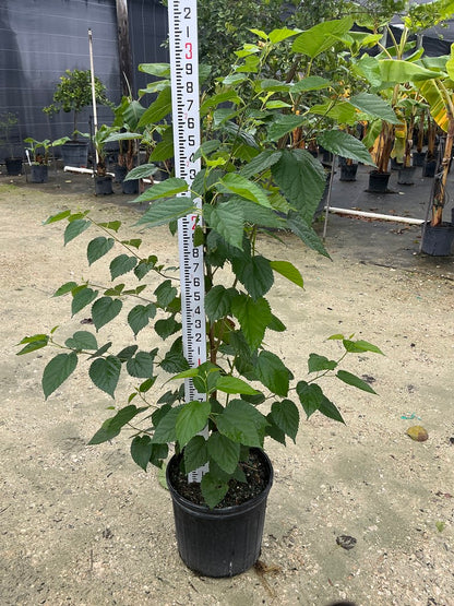 Mulberry 'red'