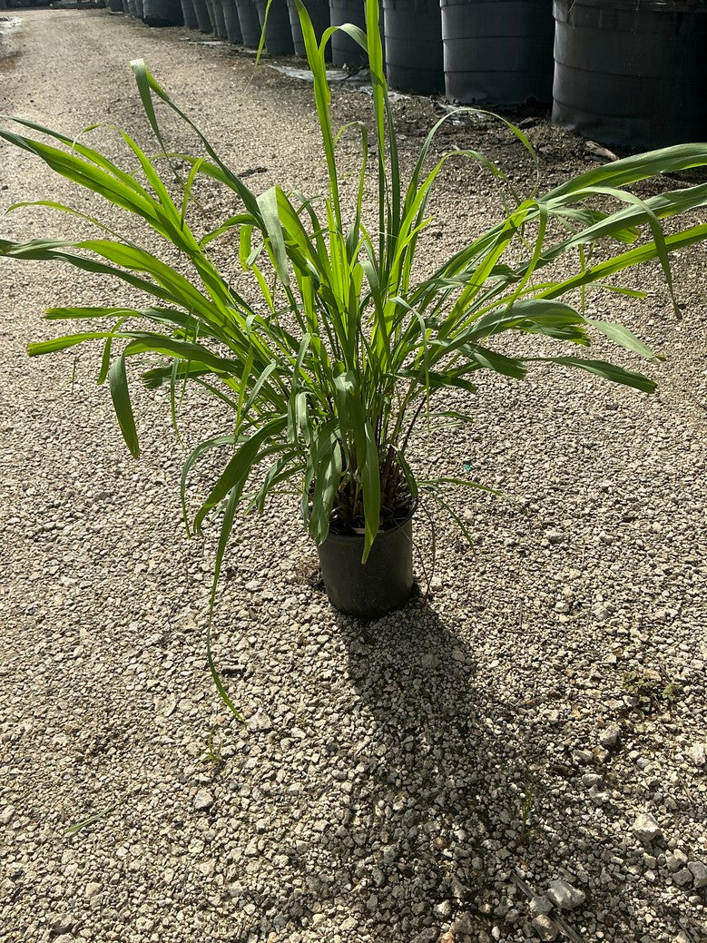 Lemongrass — 1 Gallon