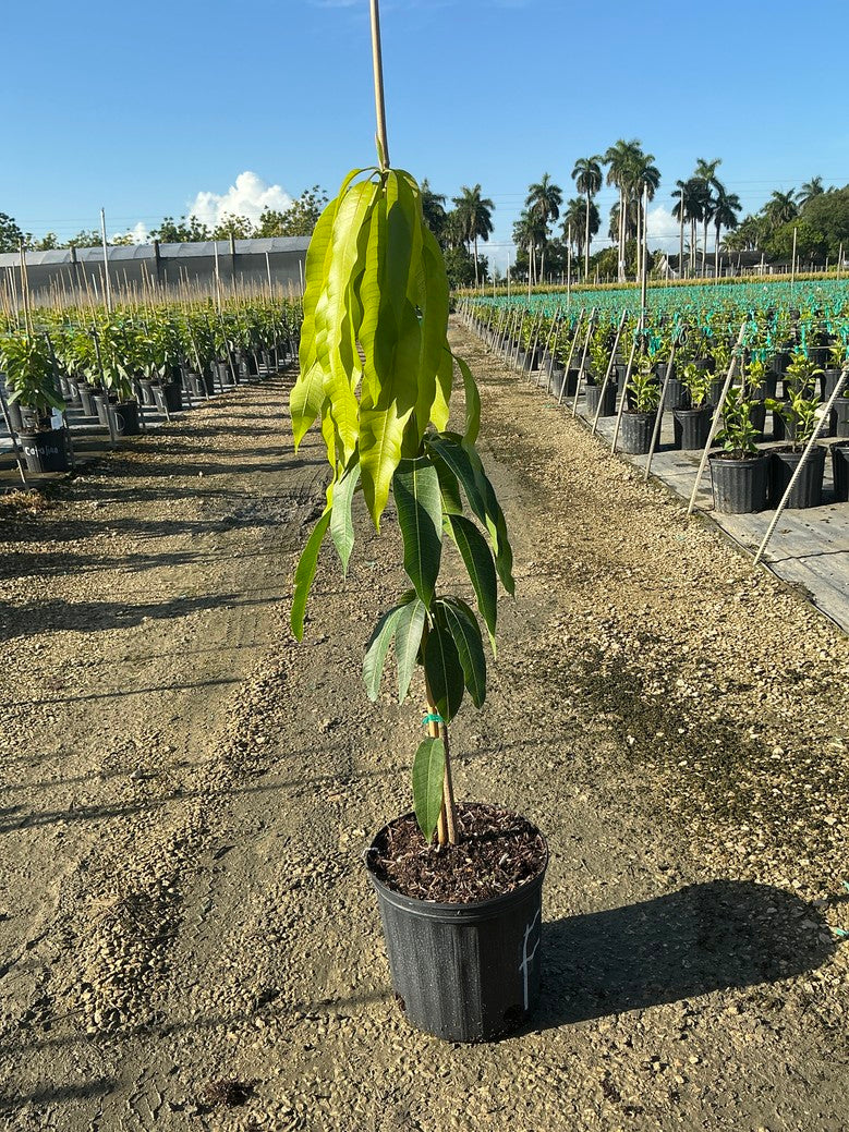 Mango 'Palmer'