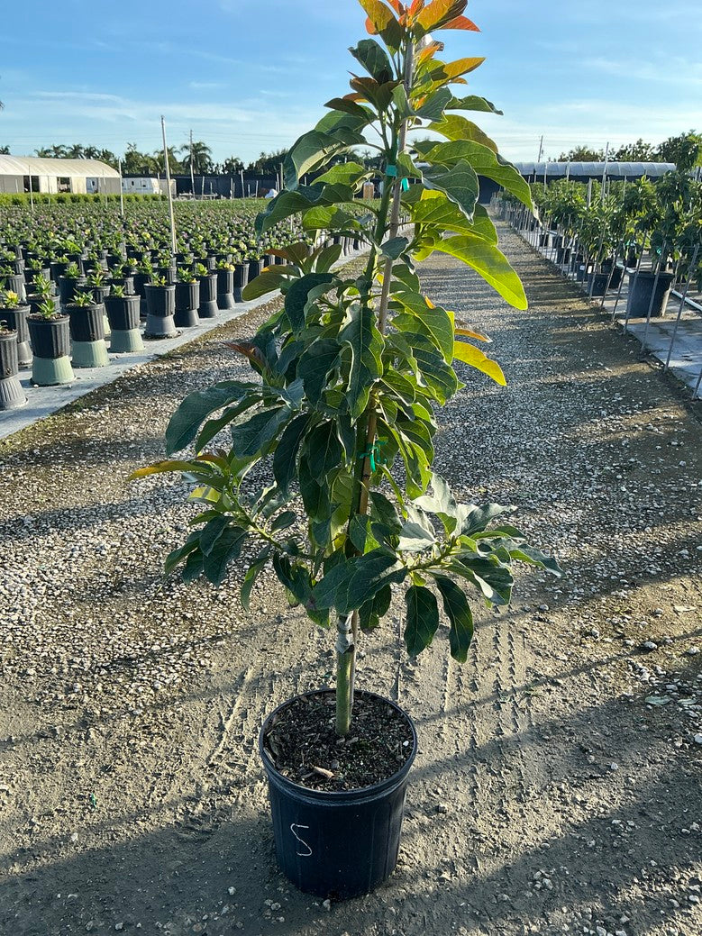 Avocado 'Simmonds'