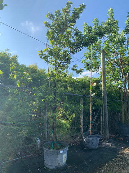 Soursop (Annona) — 25 Gallon