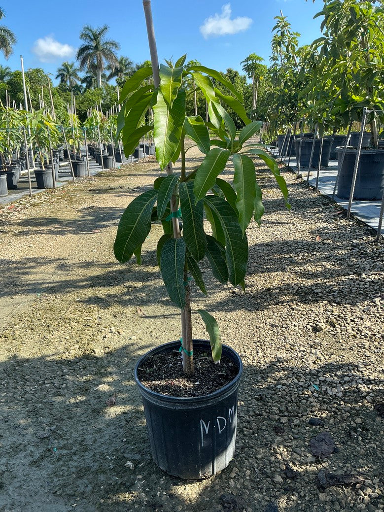 Mango 'nam doc mai'