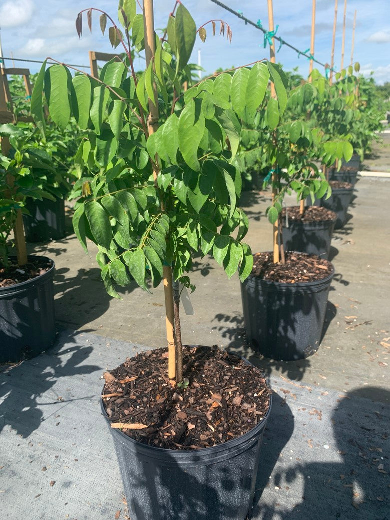 Carambola