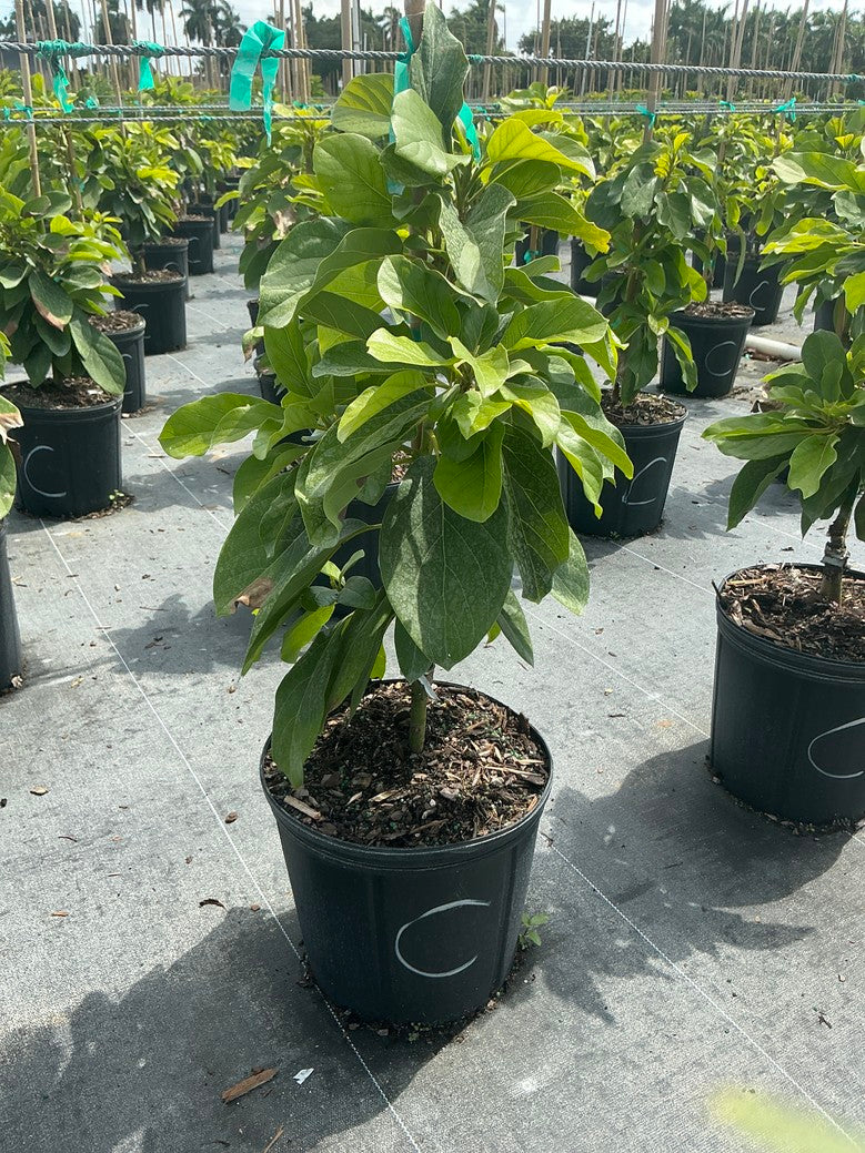 Avocado 'Catalina' — 3 Gallon