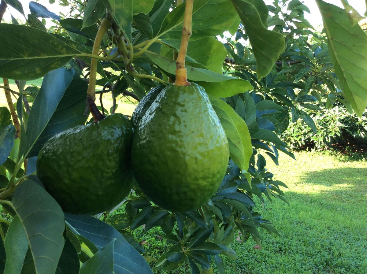 Avocado 'Catalina' fruit