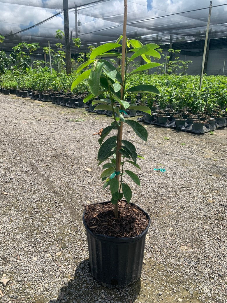 Soursop (Annona) — 3 Gallon