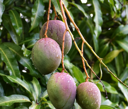 Mango 'Coconut Cream' fruit