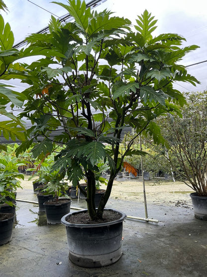 Breadfruit (Breadfruit / Jackfruit) — 100 Gallon
