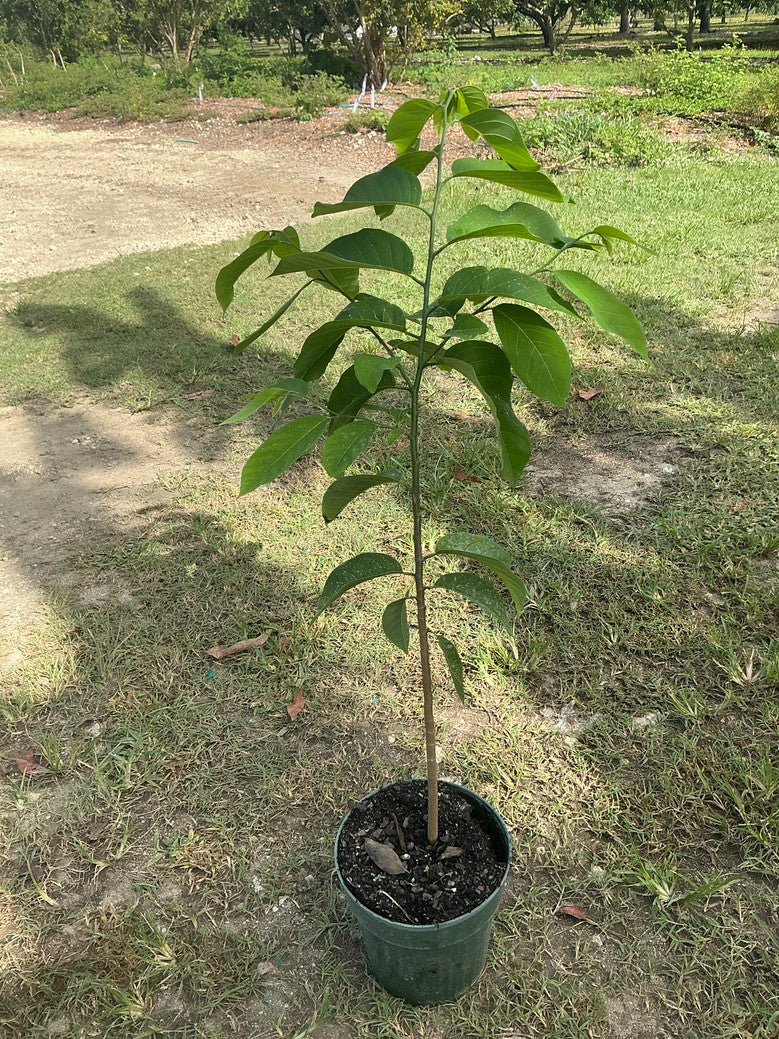 Sugar apple (Annona) — 1 Gallon