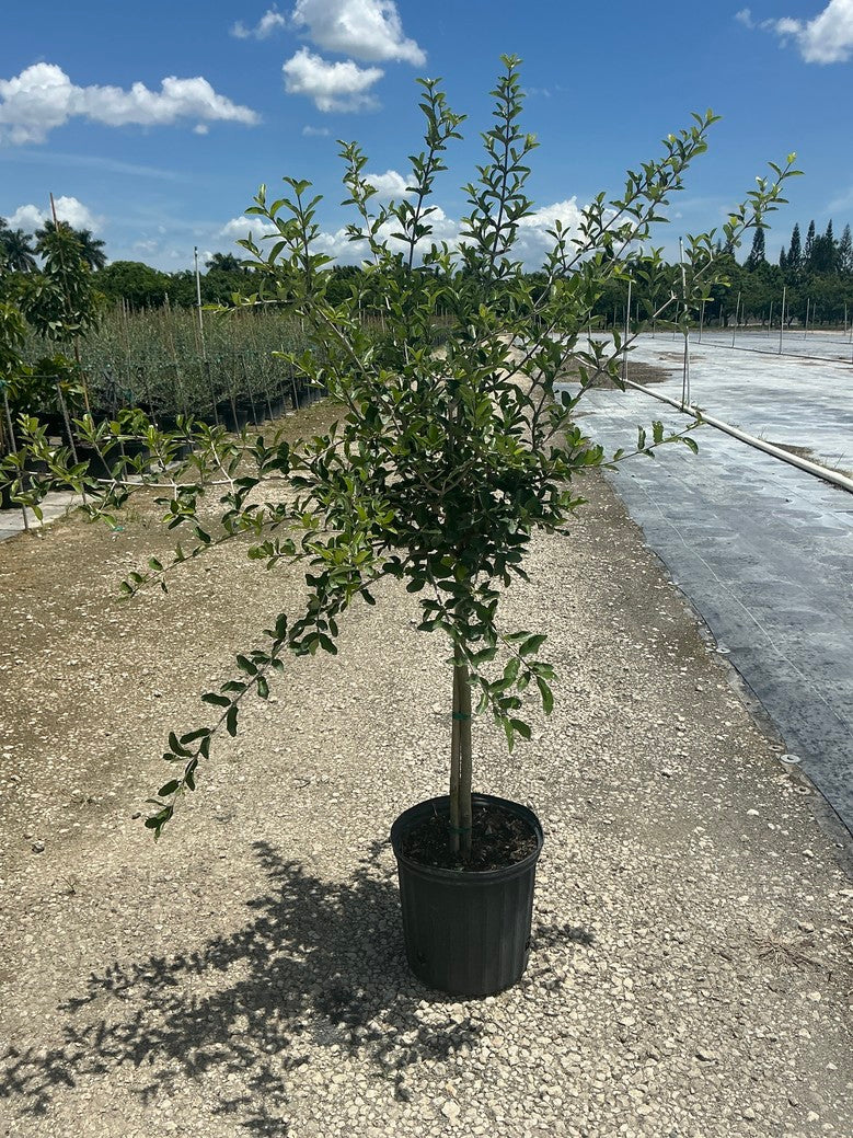 Barbados Cherry