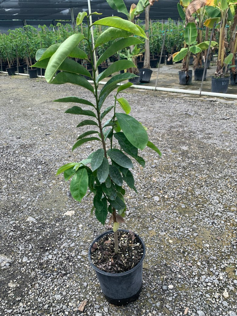 Soursop (Annona) — 1 Gallon