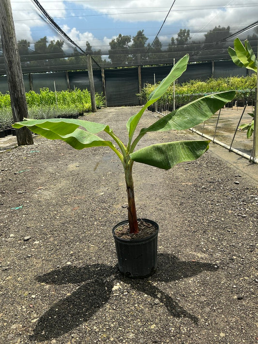 Plaintain 'Macho' (Banana)