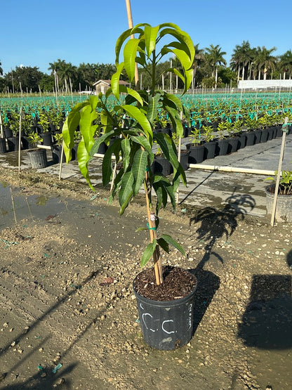 Mango 'coconut cream'