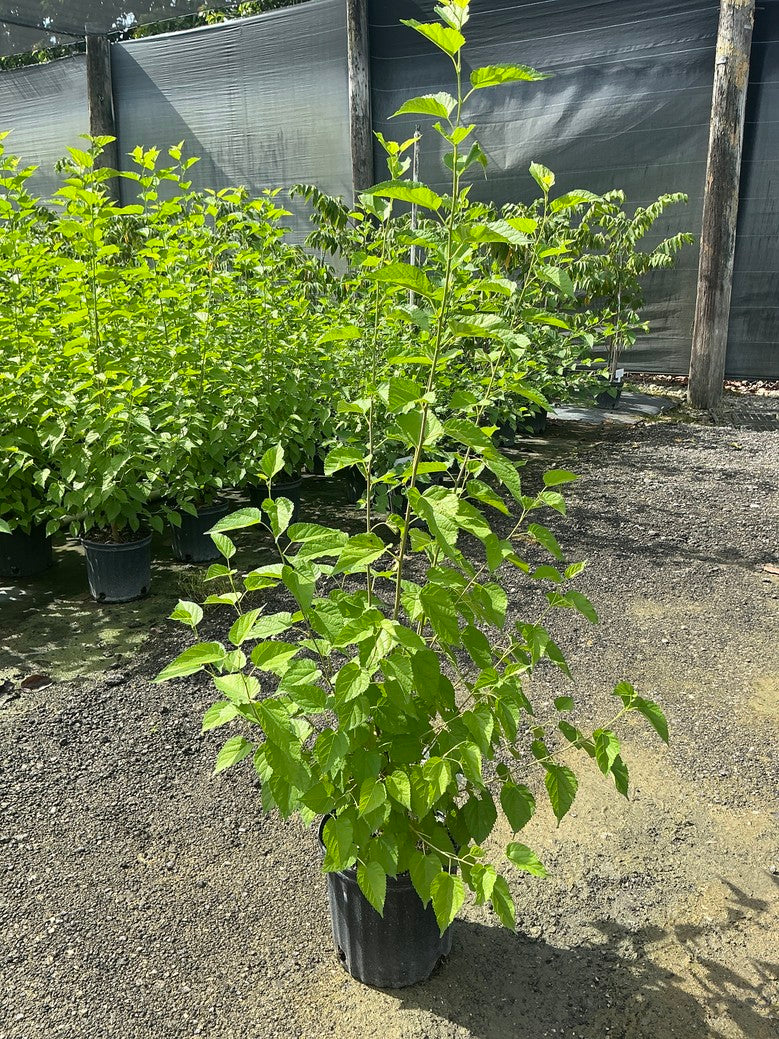 Black Mulberry — 3 Gallon