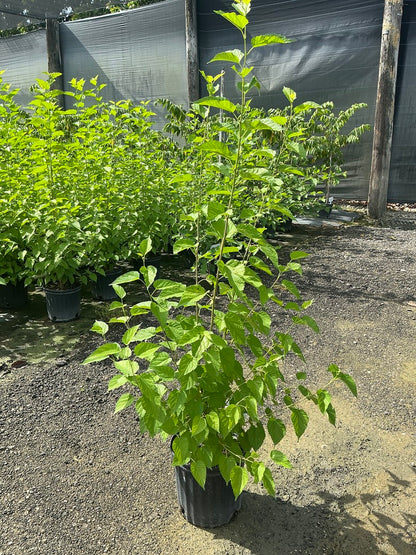Black Mulberry — 3 Gallon