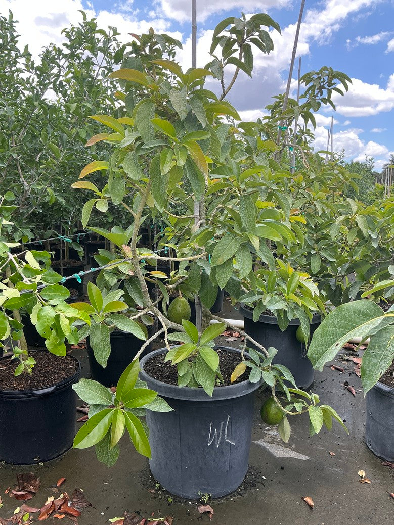 Avocado 'Waldin'