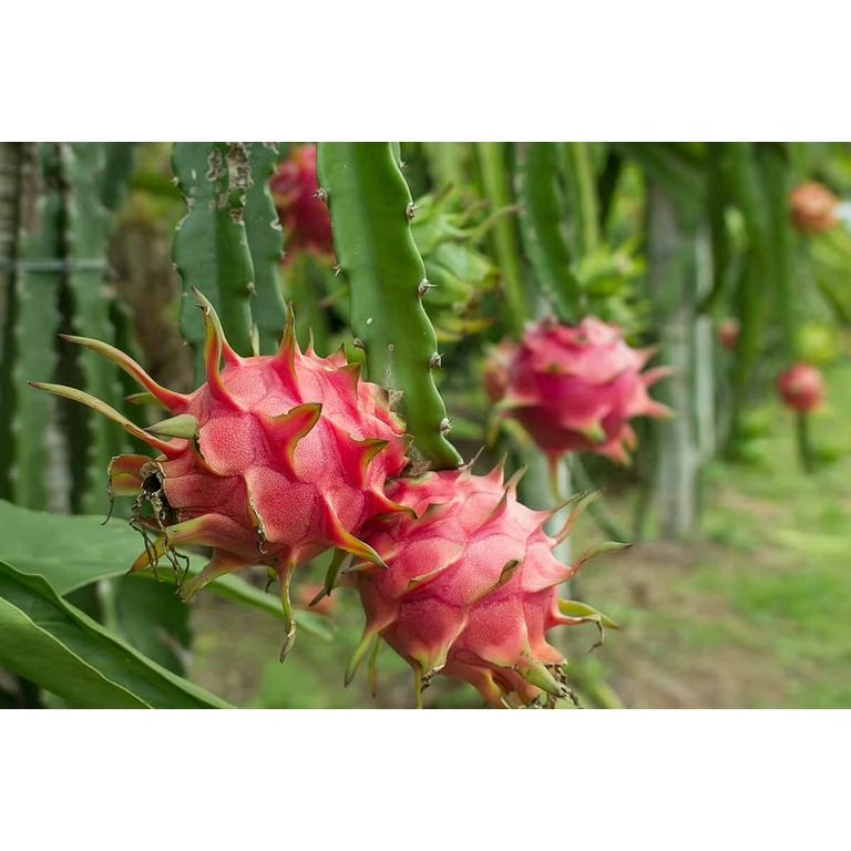 Dragon fruit