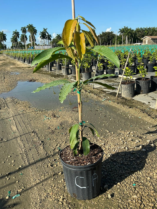 Mango 'Choc anon'