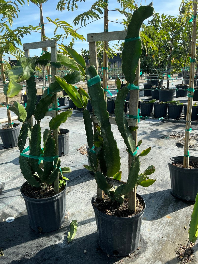 Dragon fruit 'Edgars Baby'