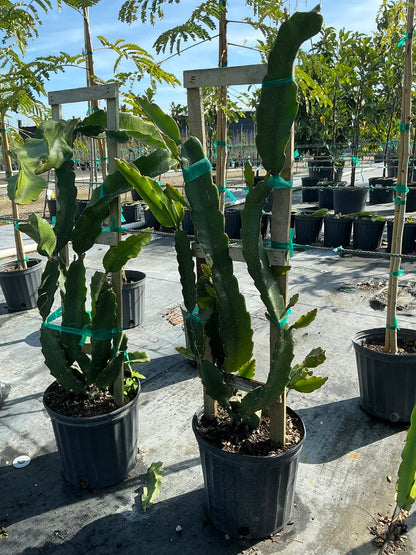 Dragon fruit 'Edgars Baby'