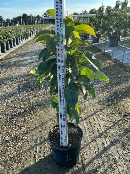 Avocado 'Loretta' — 3 Gallon