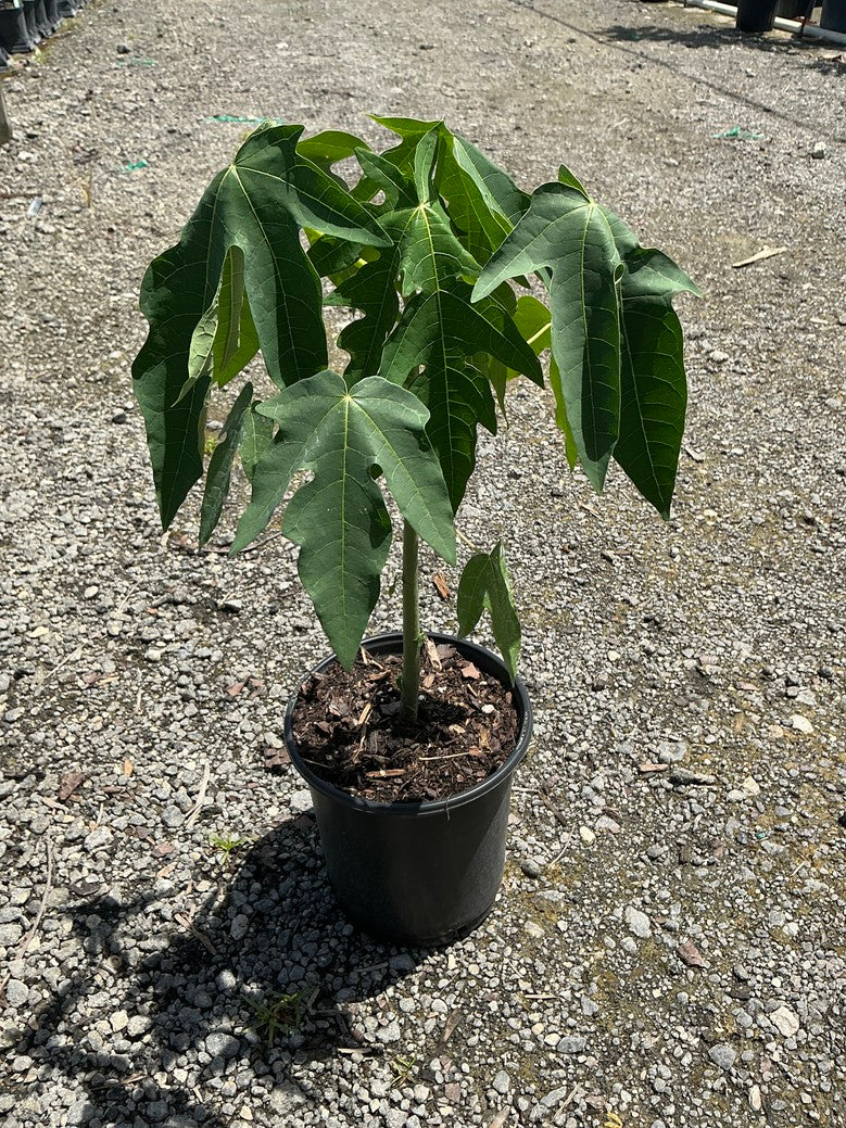 Papaya 'Red Lady' — 1 Gallon