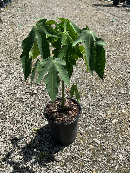 Papaya 'Red Lady' — 1 Gallon