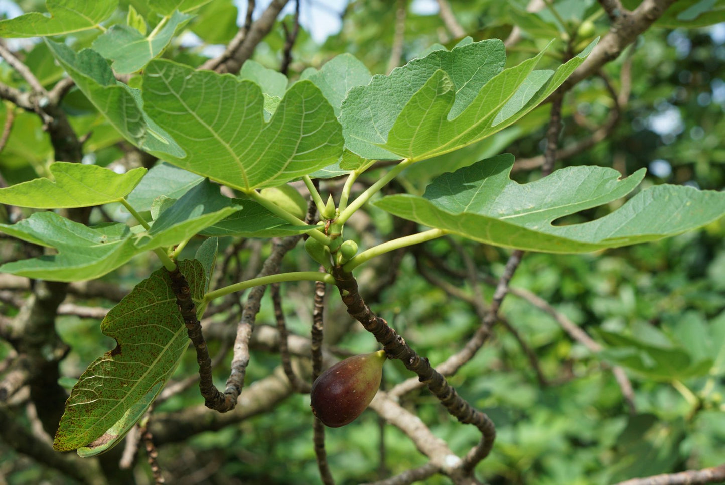 Figs ripening on the tree