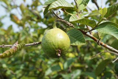 Guava on the branch