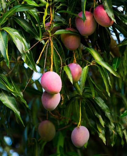 Mango 'Haden' fruit