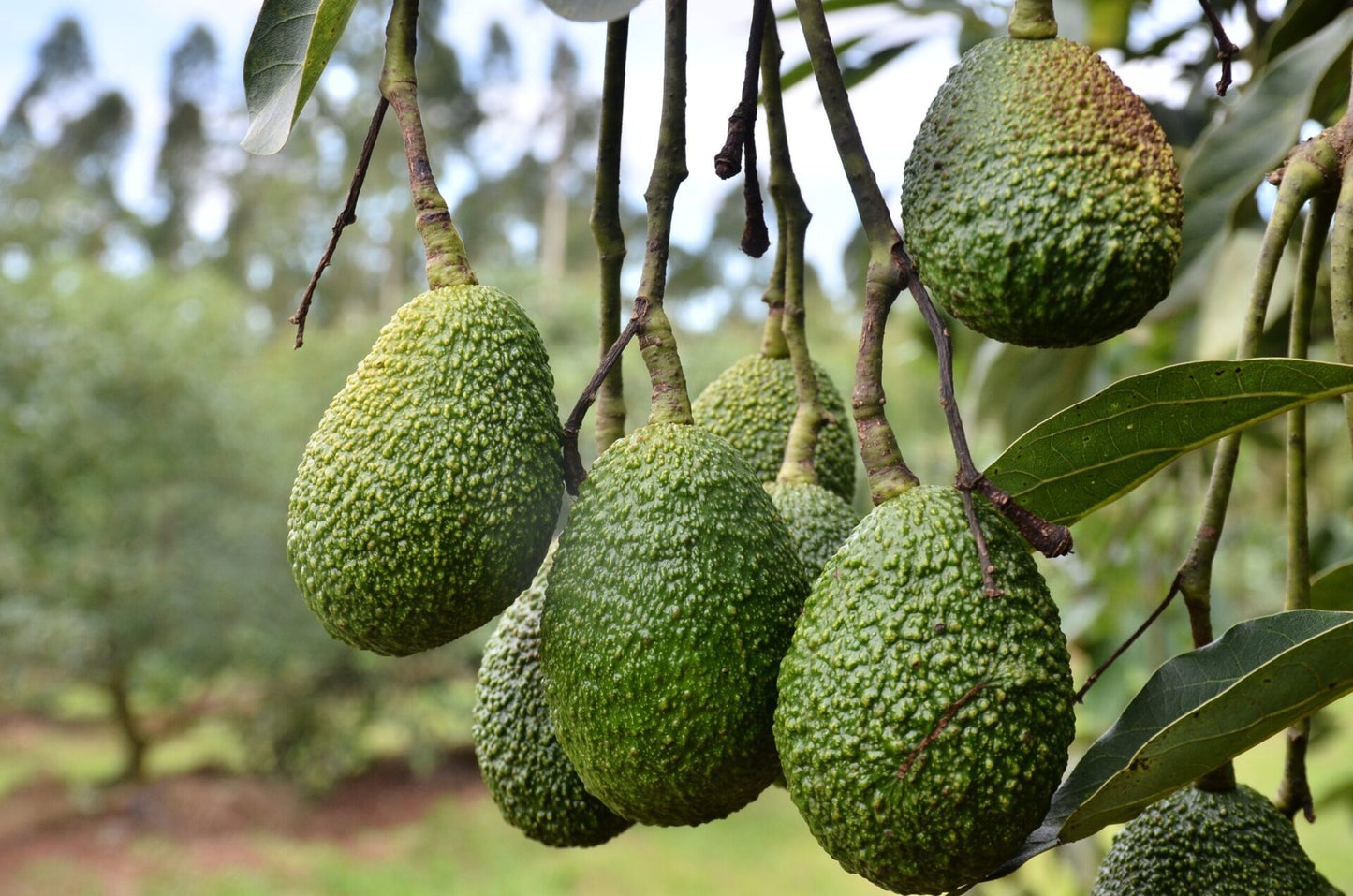 Avocado 'Hass' fruit on the branch