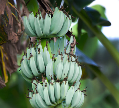 Banana 'Ice Cream'