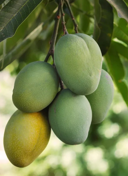 Mango 'Ice Cream' fruit