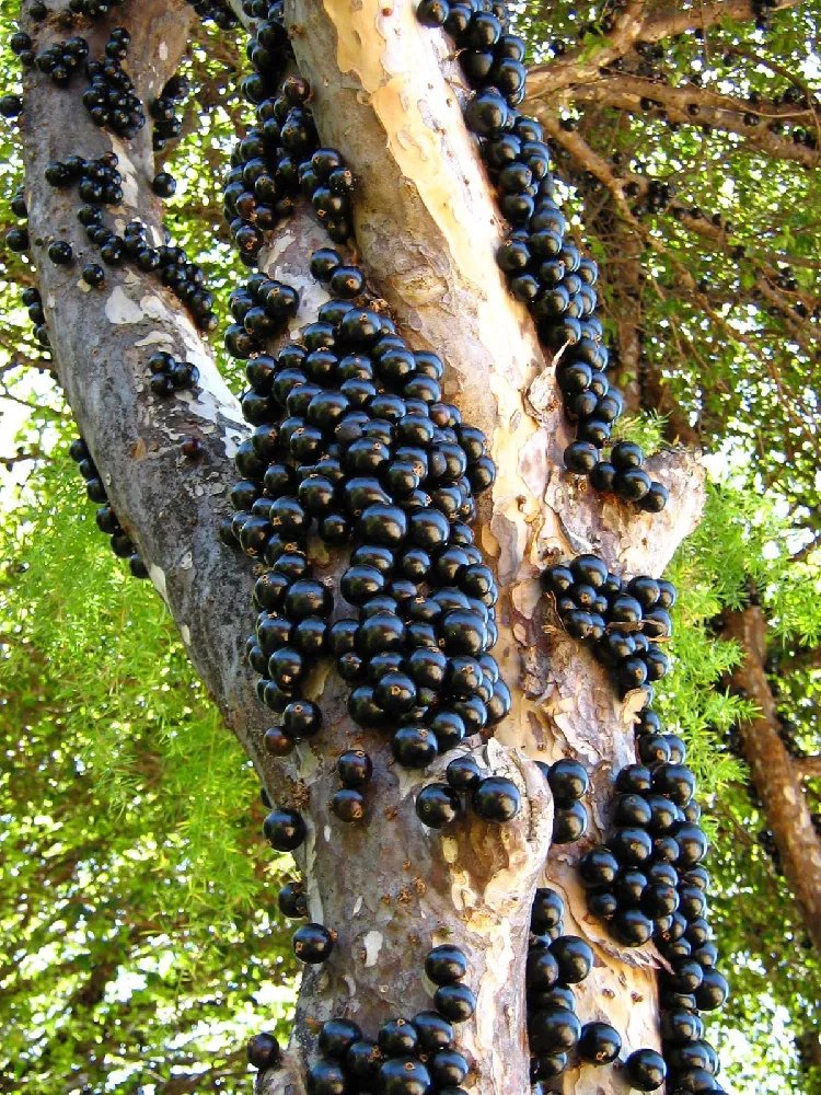 Jaboticaba fruiting on the trunk