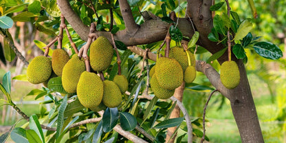 Jackfruit on the tree
