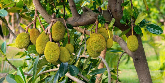 Jackfruit on the tree