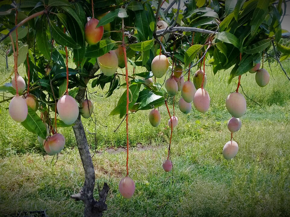 Mango 'Keitt' fruit