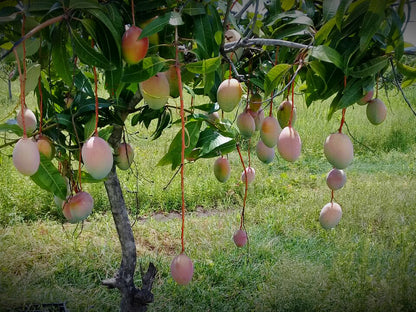 Mango 'Keitt' fruit