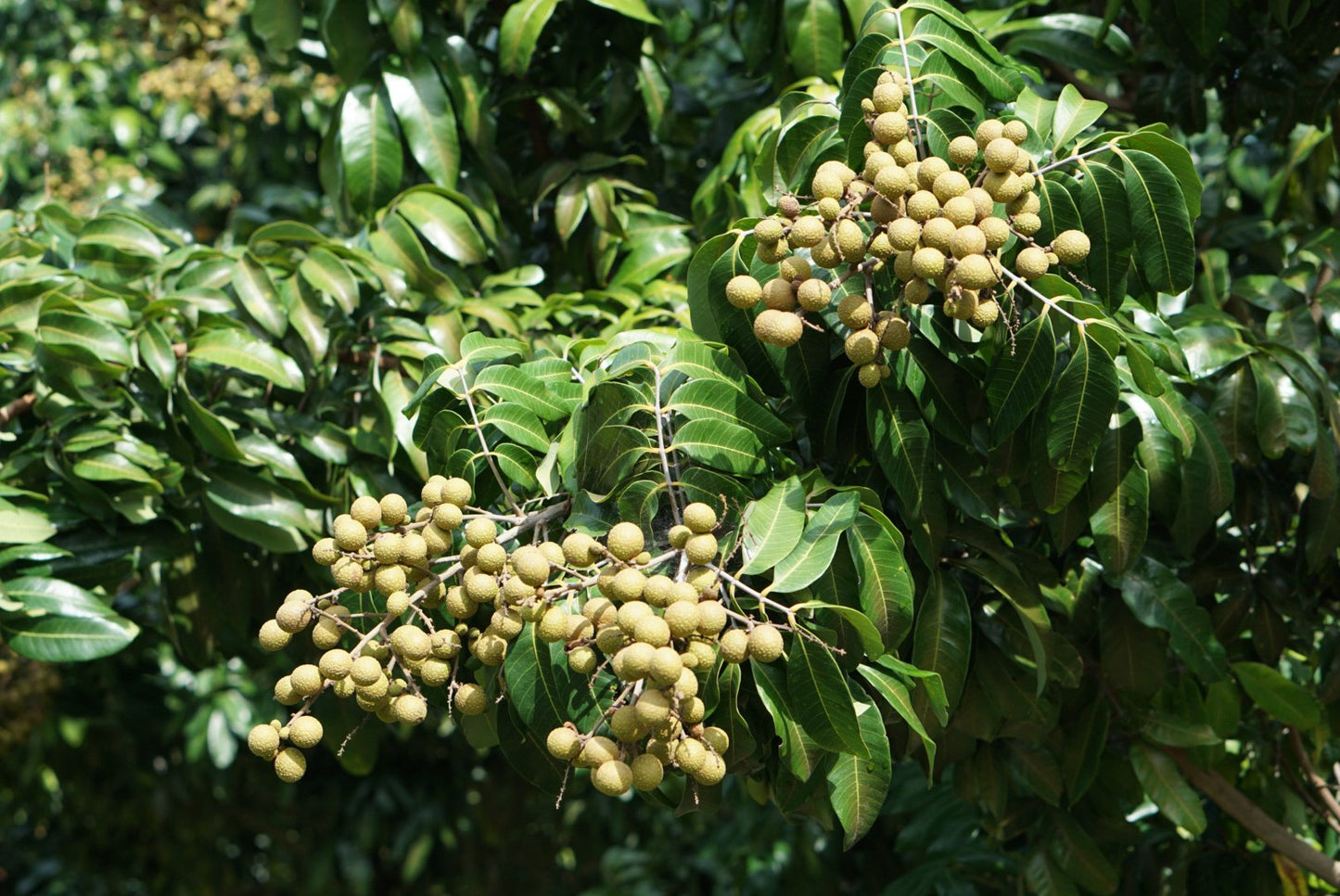 Longan fruit in bunches