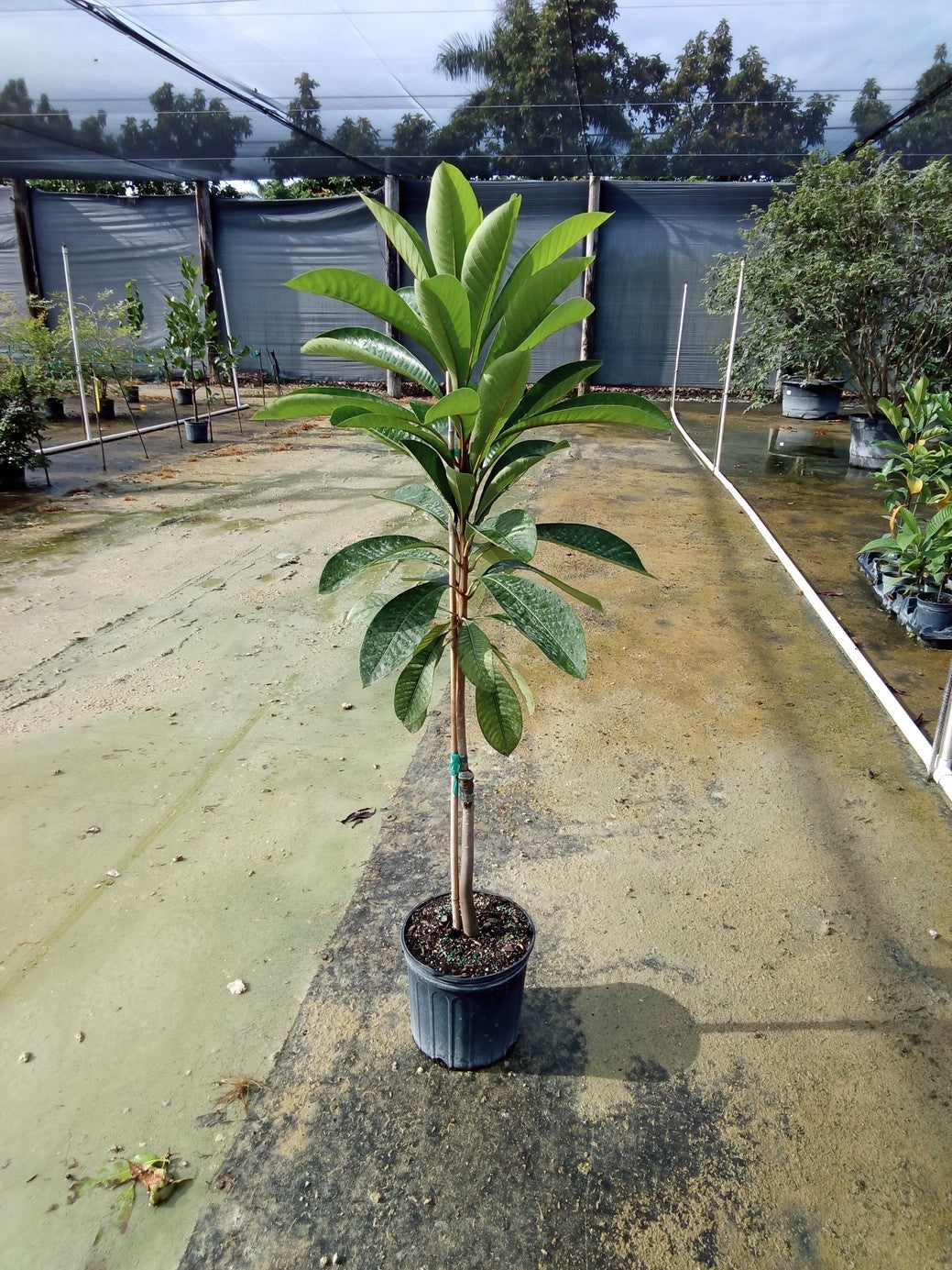 Mamey 'Key West' (Sapote) — 3 Gallon